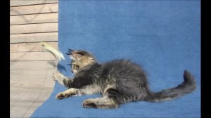 Бомбер котёнок Мейн-кун 3 месяца