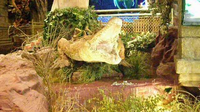 Крокодил в зоопарке