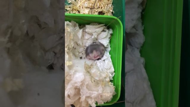 Хомяк хомячок джунгарский 6й день джунгарик