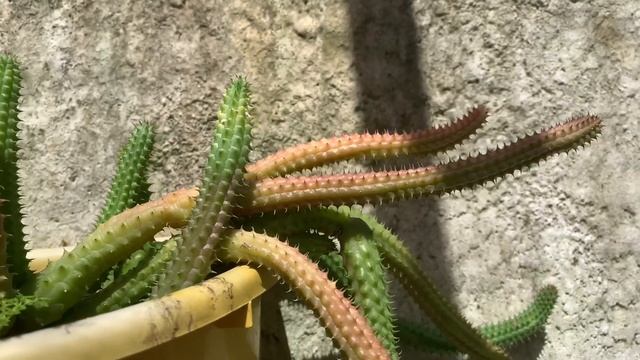 Stapelia | Huernias | Euphorbia - Sombra ou meia sombra? смотреть онлайн