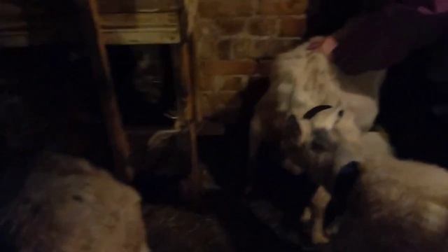В деревне так всегда сначала работа потом отдых! Жизнь на хуторе и в деревне!Новый окот!Выпечка