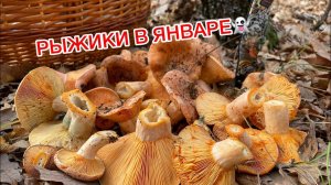 ВЫ ЭТОГО ЖДАЛИ‼️‼️Рыжики в январе, первый сбор в 2023 году.
