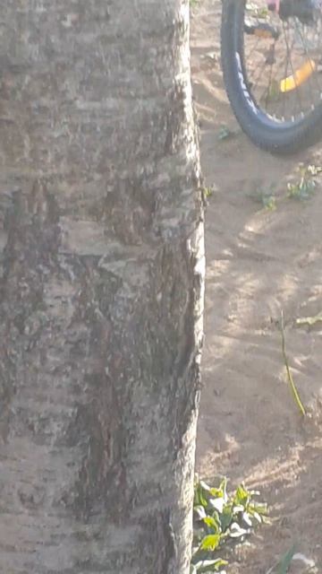 тутор как покрасить дерево🌳🌳🌳⬜⬜⬜⚪⚪