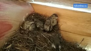 Что делают птенцы трясогузки в гнезде, пока мамы нет дома?