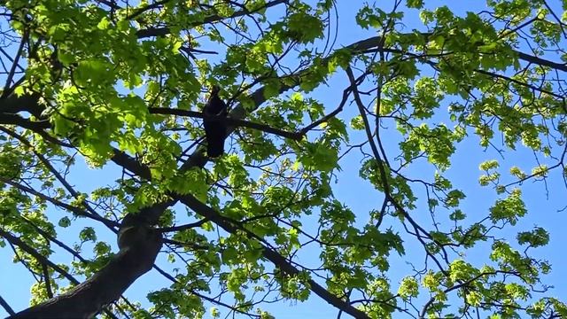 Грач в Кракове. смотреть онлайн