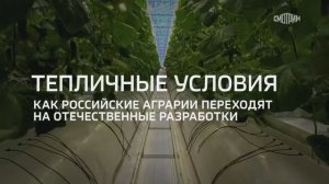 Разработки ученых ФГБУ «ВНИИКР» помогают импортозамещению в тепличной отрасли