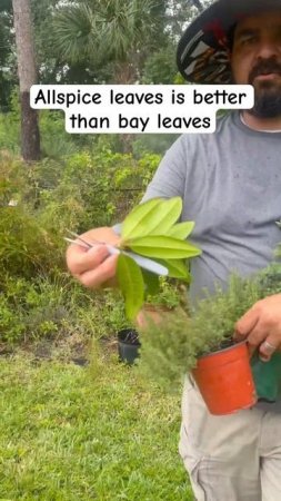 Allspice leaves are better than bay leaves