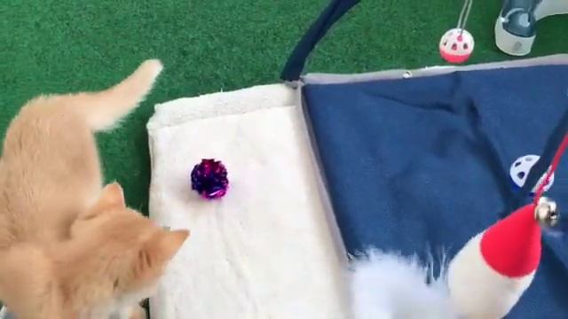 ❤️🤩🧡КИНГ и ЕГО ДЕВУШКИ😺🤩😺GOLDEN KITTENS🧡🧡🧡СУПЕР КОТЯТА.