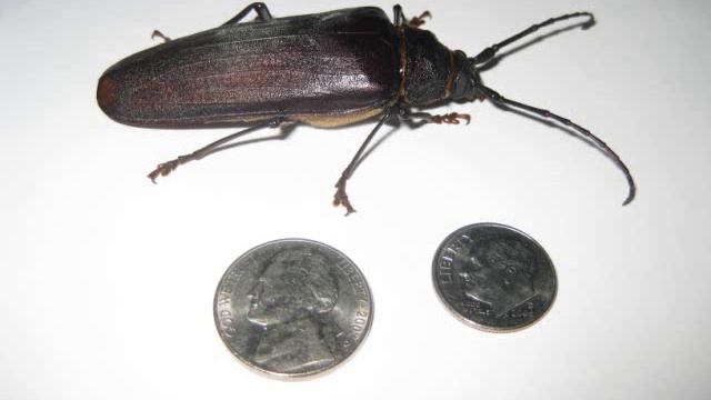 Pine Sawyer Beetle смотреть онлайн