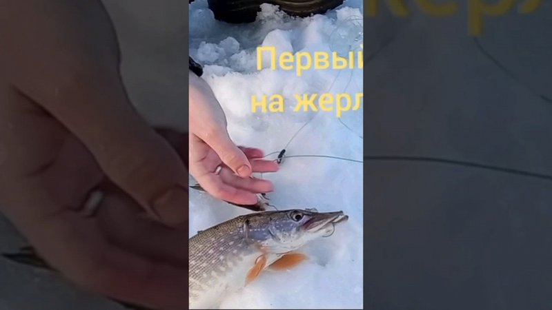 Первый улов на жерлицы этой весной 2024. Рыбалка, рекорд!
