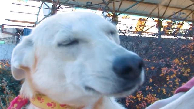 4ЛАПКИ_УМКА смотреть онлайн