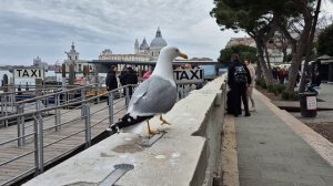 Venezia, Bassano, Semonzo FLY 2025.mp4