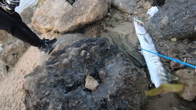 BARRACUDA FISHING смотреть онлайн