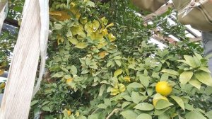 #Harvesting Shikuwasa #Okinawan citrus fruit @Inday Shirley vlog