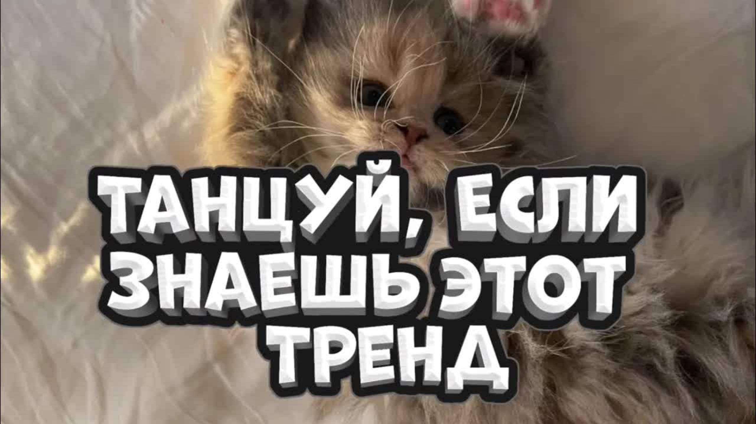 💓ТАНЦУЙ ЕСЛИ ЗНАЕШЬ ЭТОТ ТРЕНД | ТРЕНДЫ 2025 ТИКТОК
