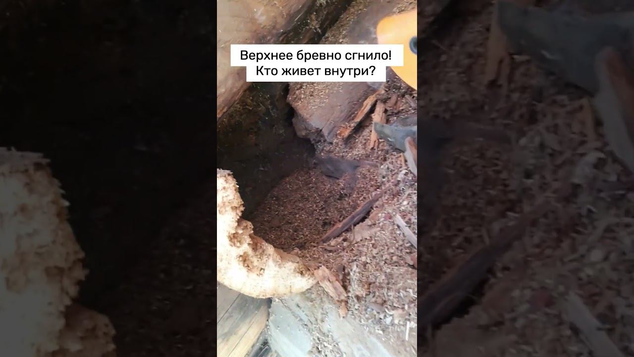 ШОК! В бревне завелись мыши! Вот это находка! #ремонтдома #мышивдоме #деревня #стройка #шортс