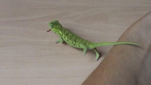 Baby-Teppichchamäleon / Carpet Chameleon (6) смотреть онлайн