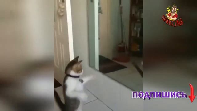 Самые смешные животные / Приколы с котами и собаками 2022 #36 #приколы2022 #юмор #животные смотреть онлайн