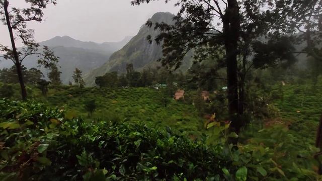 Чайные плантации. Шри Ланка. смотреть онлайн