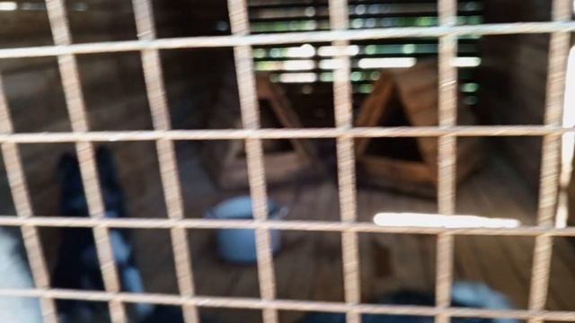 Северное сияние. Симаково. Хаски и Еноты. смотреть онлайн