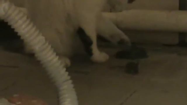 Кошка и мышка:):):) смотреть онлайн