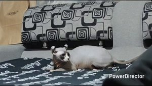 Домашние хлопоты/Едем на шопинг /Наши покупки/Готовлю обед/В парке