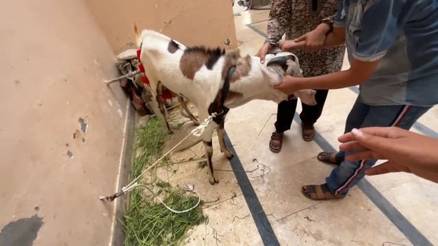 Gabbar Ka New Dost Agea 😍 смотреть онлайн