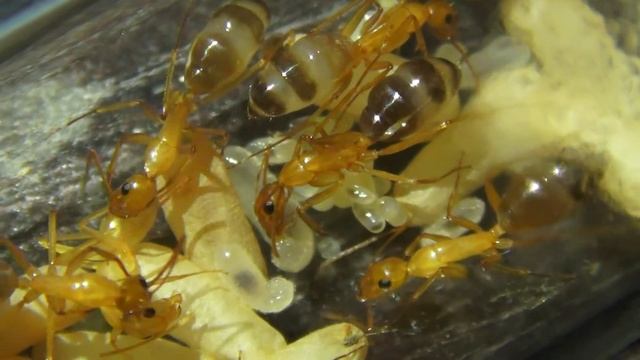 Camponotus pilicornis смотреть онлайн