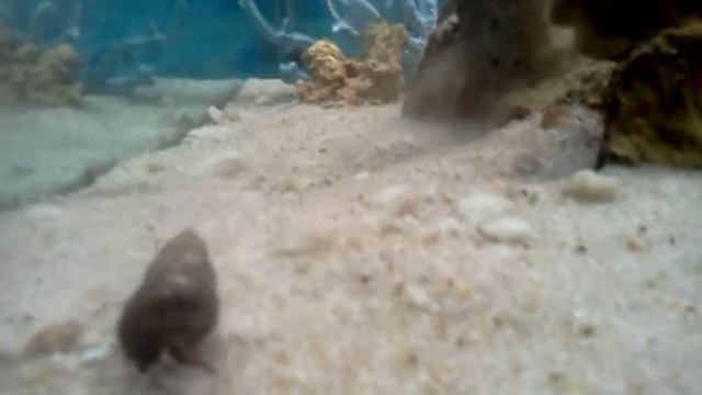 Saltwater marine aquarium fish tank seaview смотреть онлайн