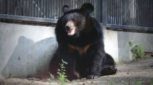 Гималайская медведица Челси вышла поздороваться с гостями и пошла дальше, есть зеленую травку.