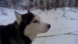 Хаски разговаривают)))))