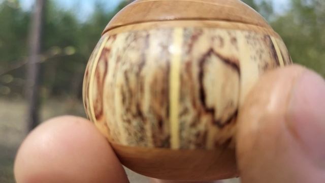 Шкатулка в весеннем лесу, среди сосен на березе