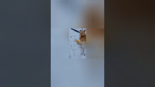 Собака ест морковь, арбуз, орехи и кабачки смотреть онлайн