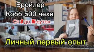 Наш первый опыт с бройлерами / пополнение в хозяйстве.
