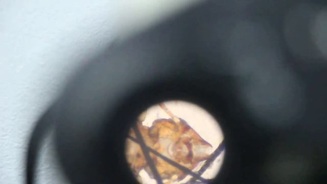 The cat has hair losses - hair mites microscopically смотреть онлайн