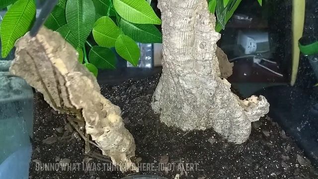 Near escape: Heteropoda boei moult. смотреть онлайн