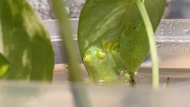 うわぁぁぁ!!!余計なことしてごめんなさい…大慌てのグミガエル飼育。フライシュマンアマガエルモドキ。
