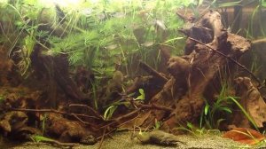 #BADC2022 / Backwater of the Rio Pianco north of Coremas, Paraiba state, Brazil, 70 L