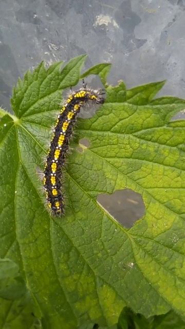 гусеница кушает лист смотреть онлайн