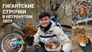 СТРОЧКИ И СИНЕНОЖКА, ВЕСЕННИЕ ПОДАРКИ ДЛЯ ГРИБНИКА