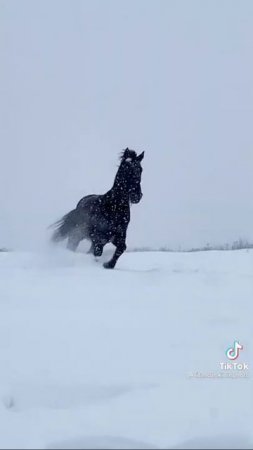 Орловский рысак.
