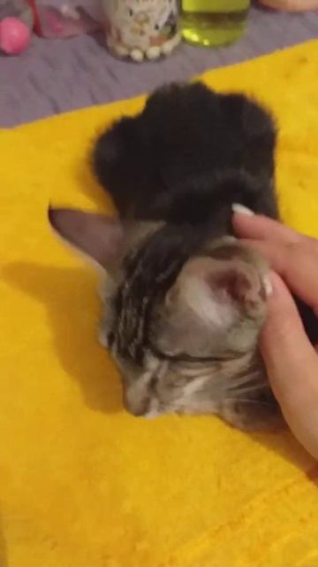 Особенные животные Краснодар