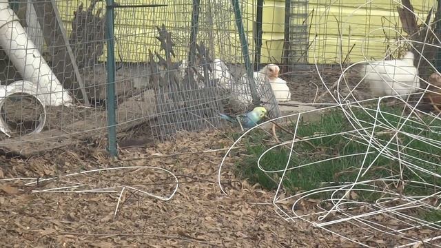 Free Flight Budgie/Parakeet(Волнистых попугаев) смотреть онлайн