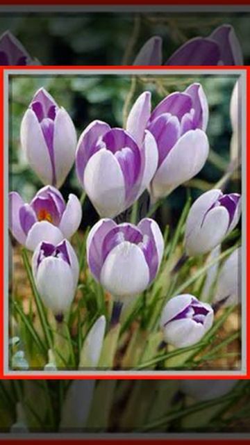 Krokus wiosnenny Vanguard - 10 szt 940 смотреть онлайн