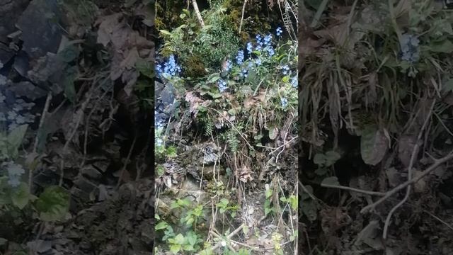 Цветут красивые цветы