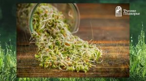 Пшеница для проращивания