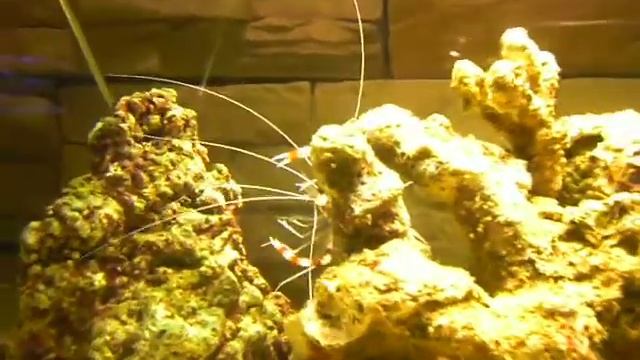 Stenopus hispidus смотреть онлайн