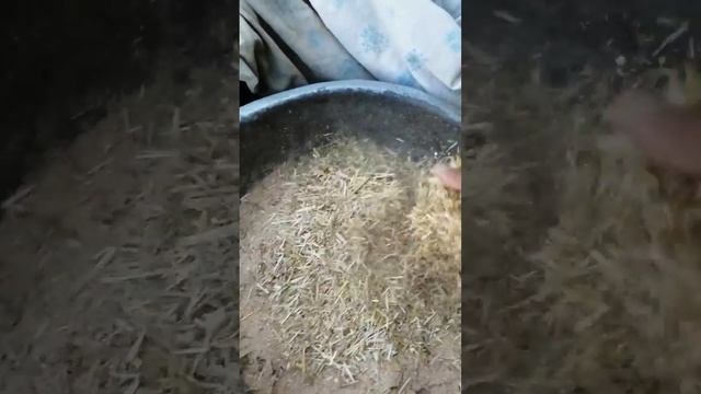 Мол бокиш усули. Кормить быка