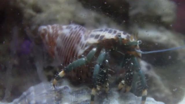 Einsiedlerkrebs Clibanarius смотреть онлайн