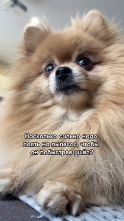 Как убедительно залаять пылесос?